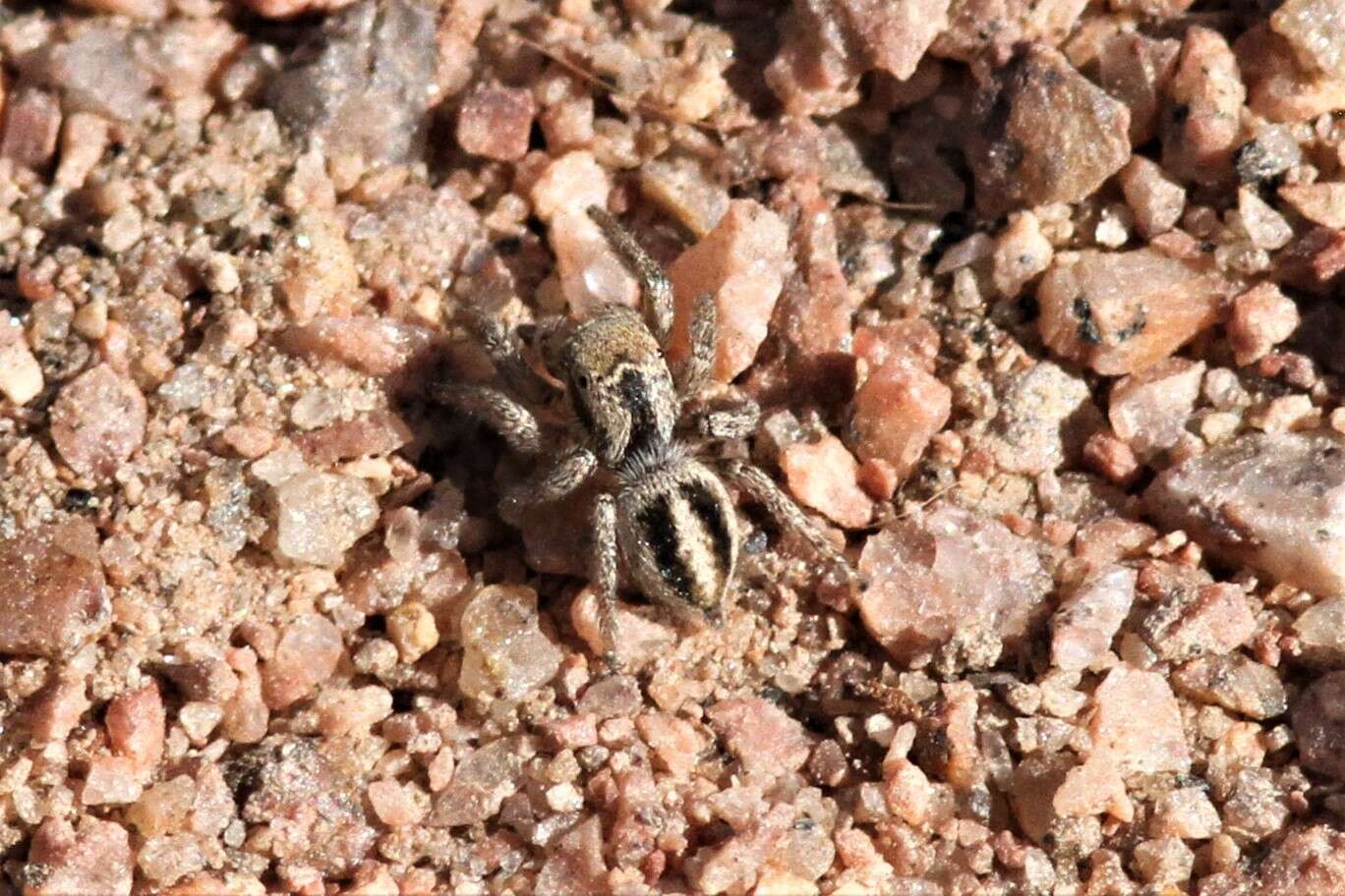 Image of Habronattus calcaratus agricola Griswold 1987