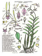 Image of Antelope orchid