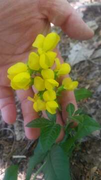 صورة Thermopsis mollis (Michx.) A. Gray