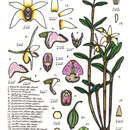 Слика од Dendrobium finniganense D. L. Jones