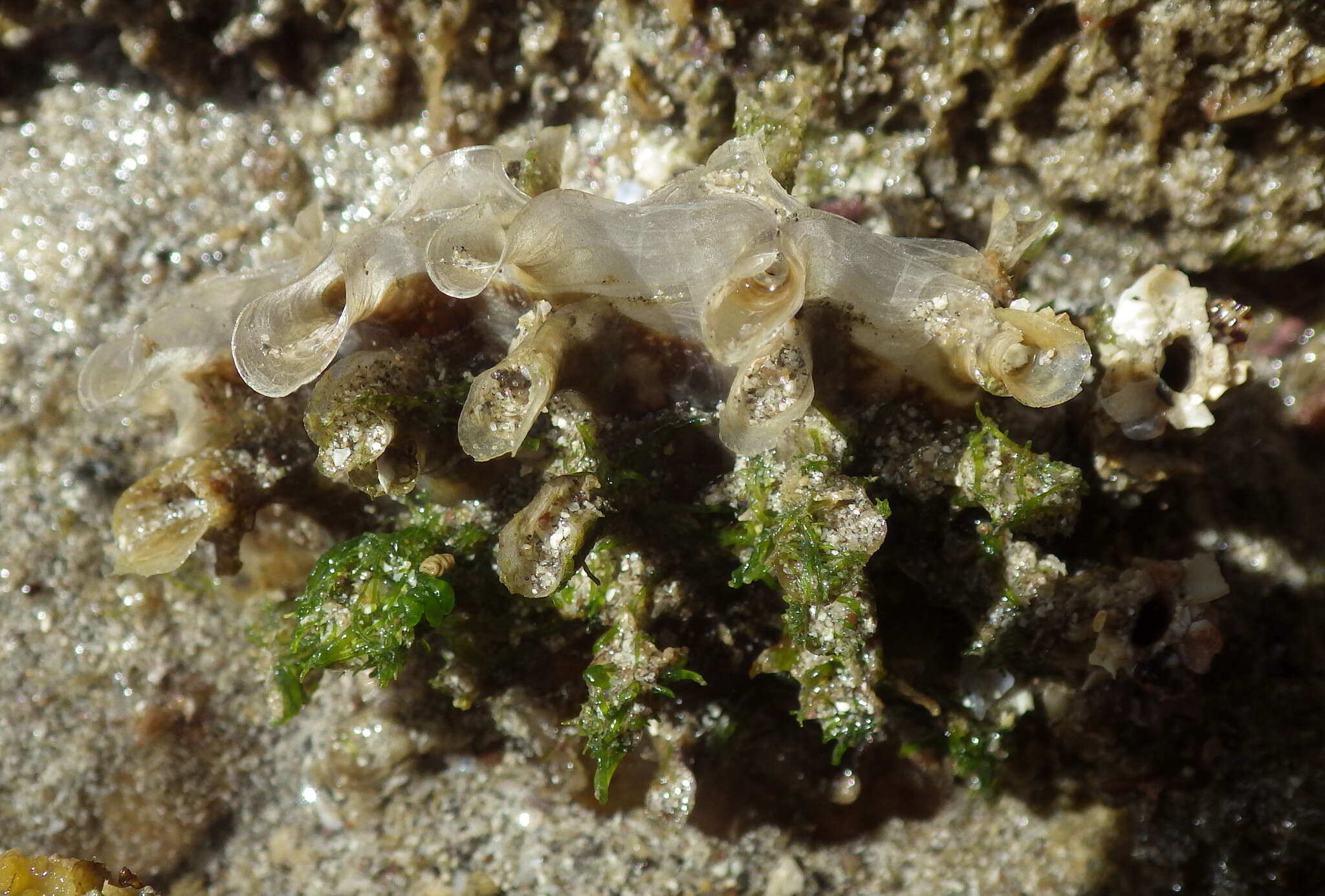 Image of Pinna rugosa G. B. Sowerby I 1835