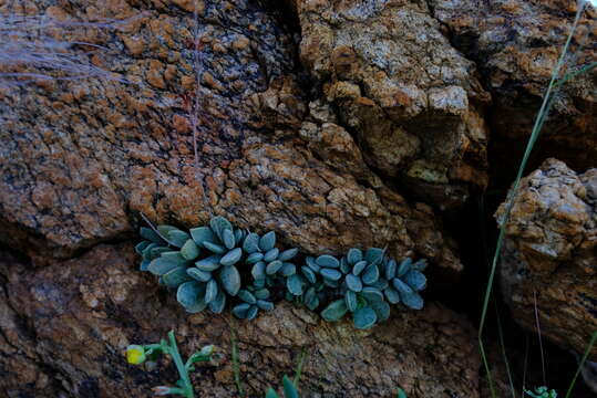 Image of Adromischus schuldtianus (von Poellnitz) H. E. Moore