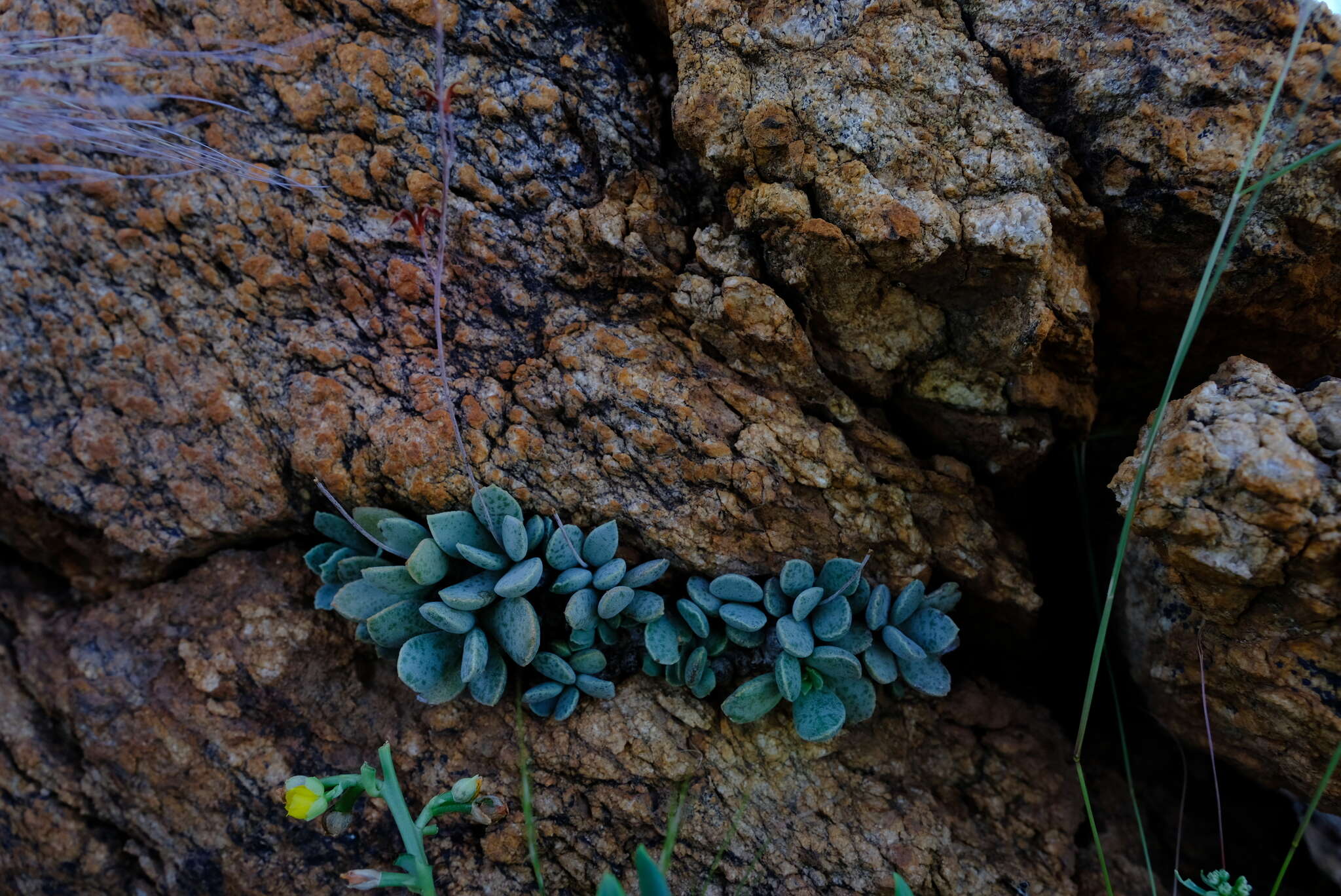 Image of Adromischus schuldtianus subsp. juttae (V. Pölln.) Tölken