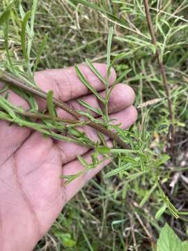 Image of Erigeron delphinifolius Willd.