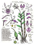 Image of Blue antler orchid