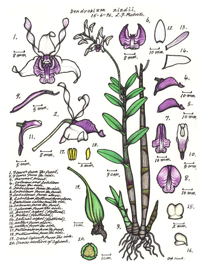Image of Blue antler orchid