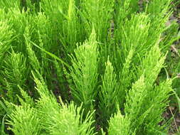 Image of field horsetail