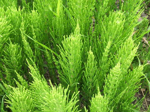 Image of field horsetail