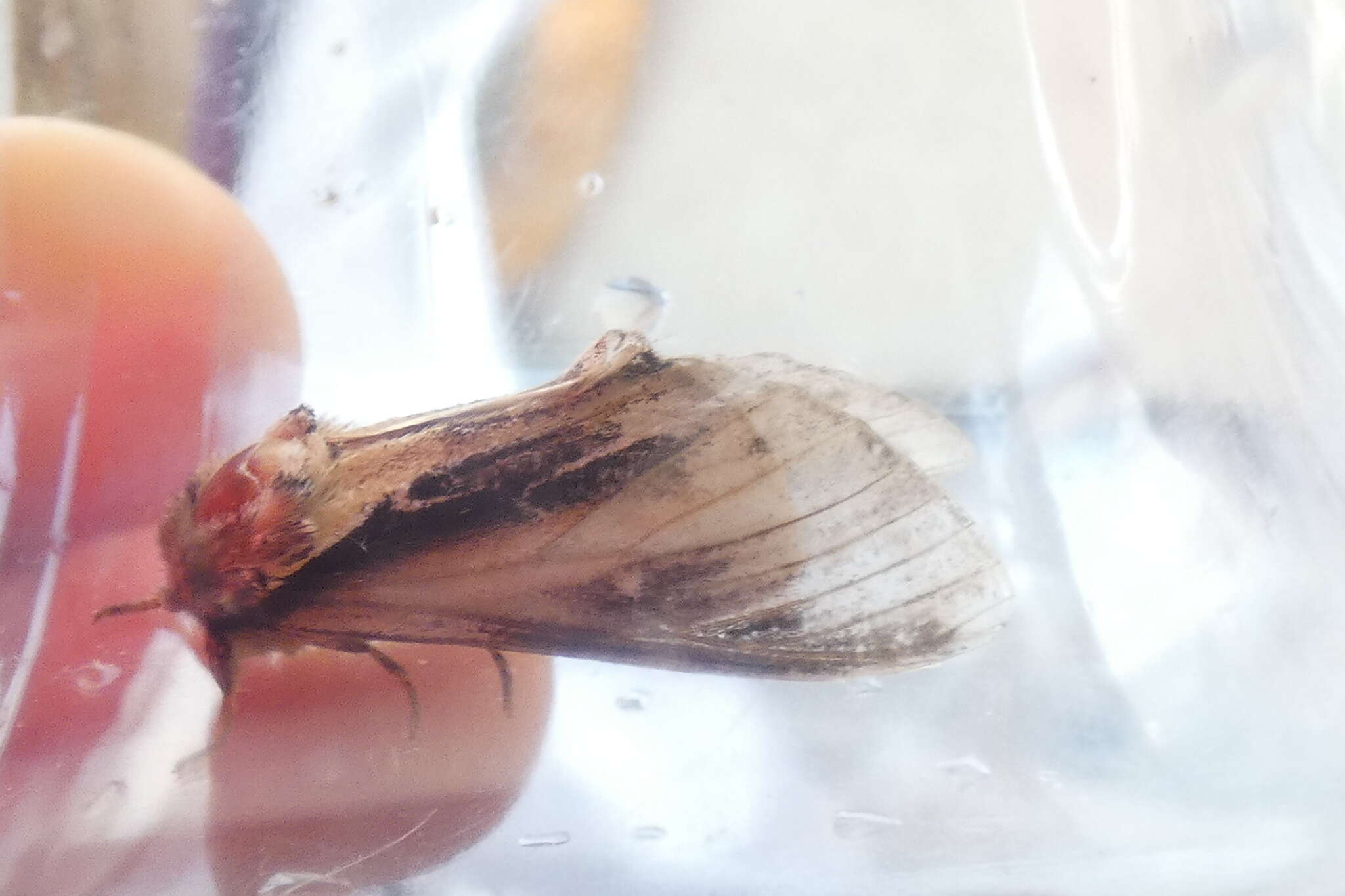 Image of Greater Swallow Prominent