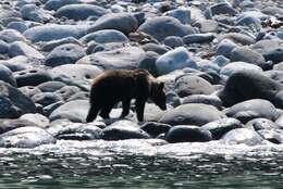 Image of Ussuri brown bear