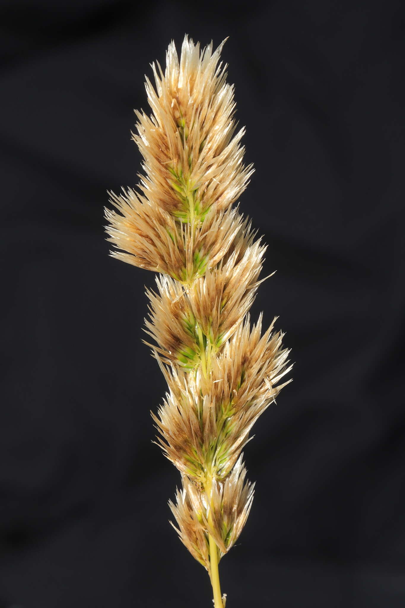 Sivun Calamagrostis chrysantha (J. Presl) Steud. kuva