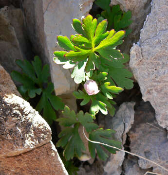 Image of tuber anemone