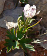 Image of tuber anemone