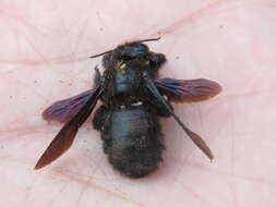 Image of Xylocopa darwini Cockerell 1926