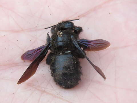 Xylocopa darwini Cockerell 1926 resmi