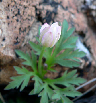 Image of tuber anemone