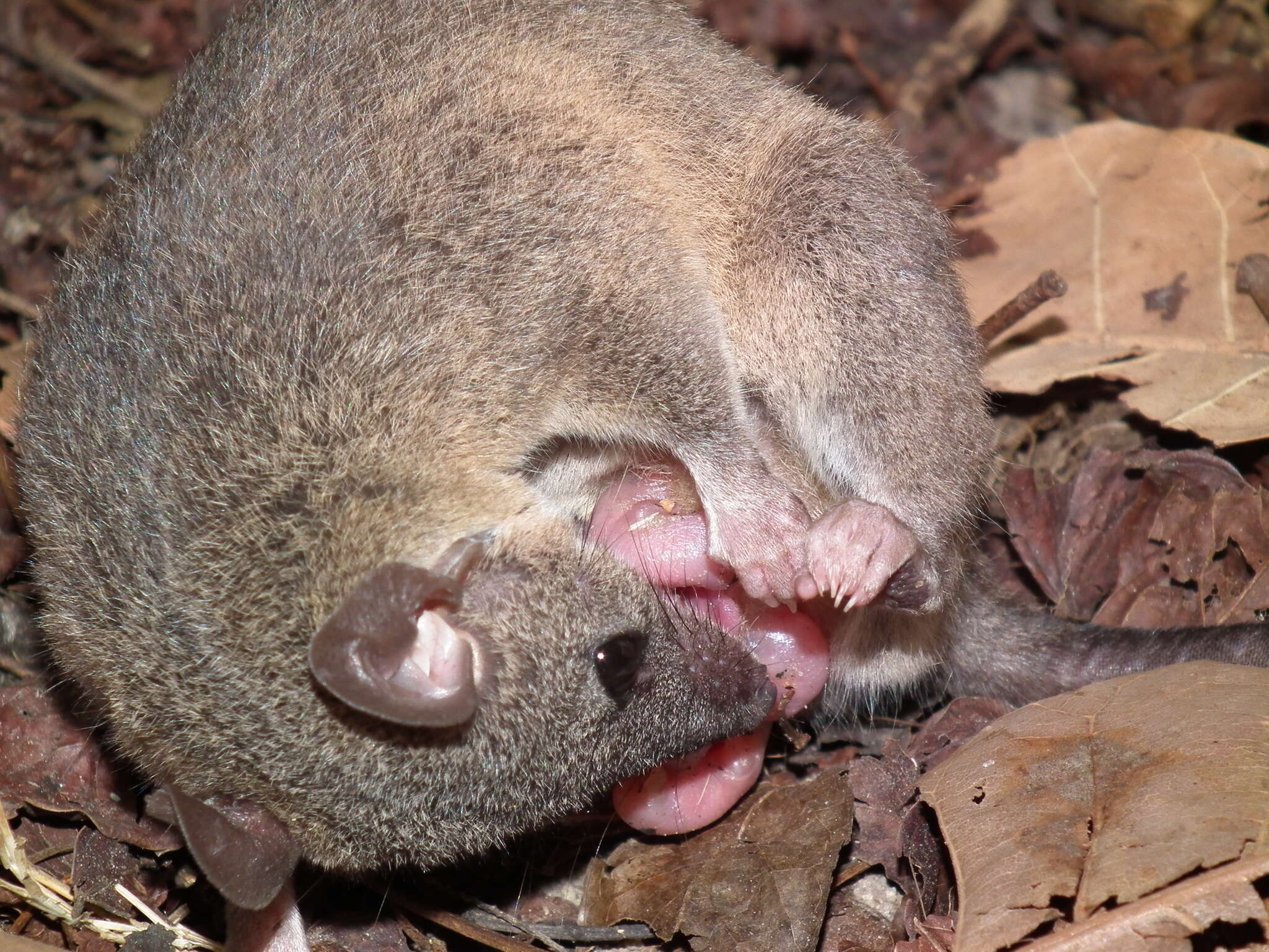 Image of Gray Short-tailed Opossum