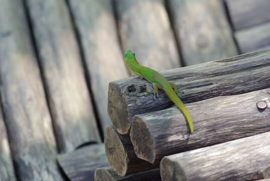 Image of Phelsuma laticauda laticauda (Boettger 1880)