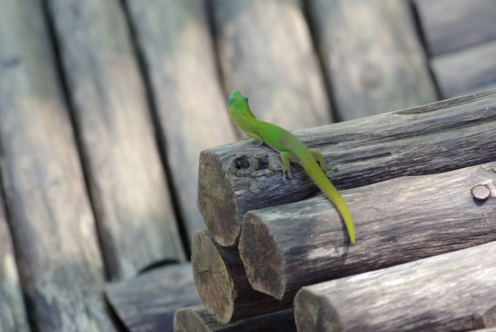 Image of gold dust day gecko