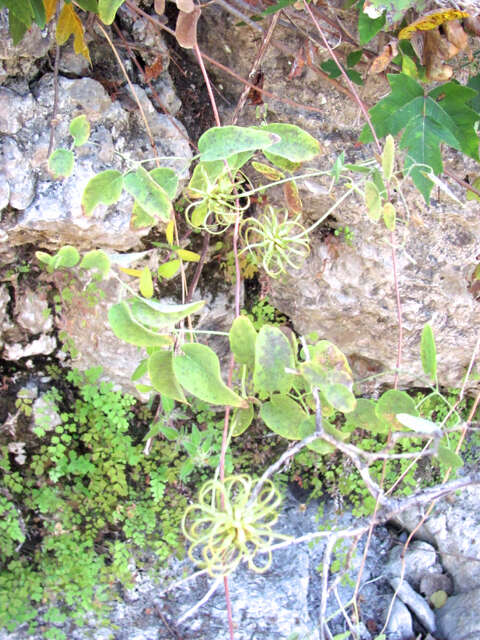 Image de Clematis texensis Buckl.