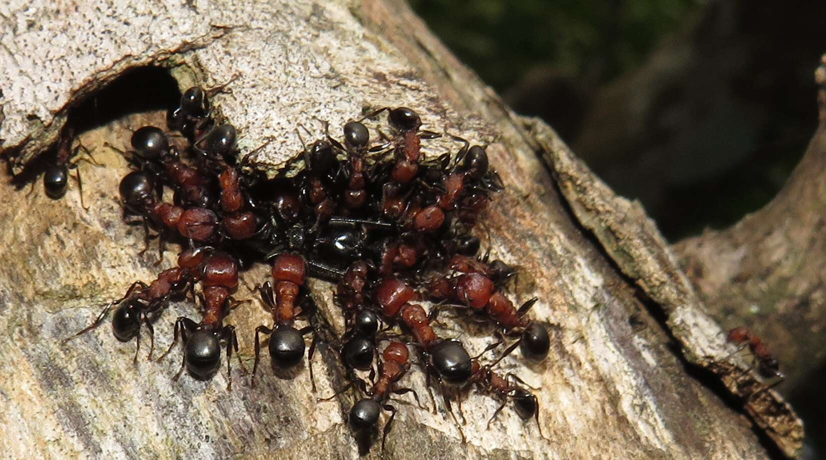 Image of Atopomyrmex mocquerysi Andre 1889