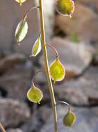 Image of sand fringepod