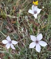 صورة Linum tenuifolium L.