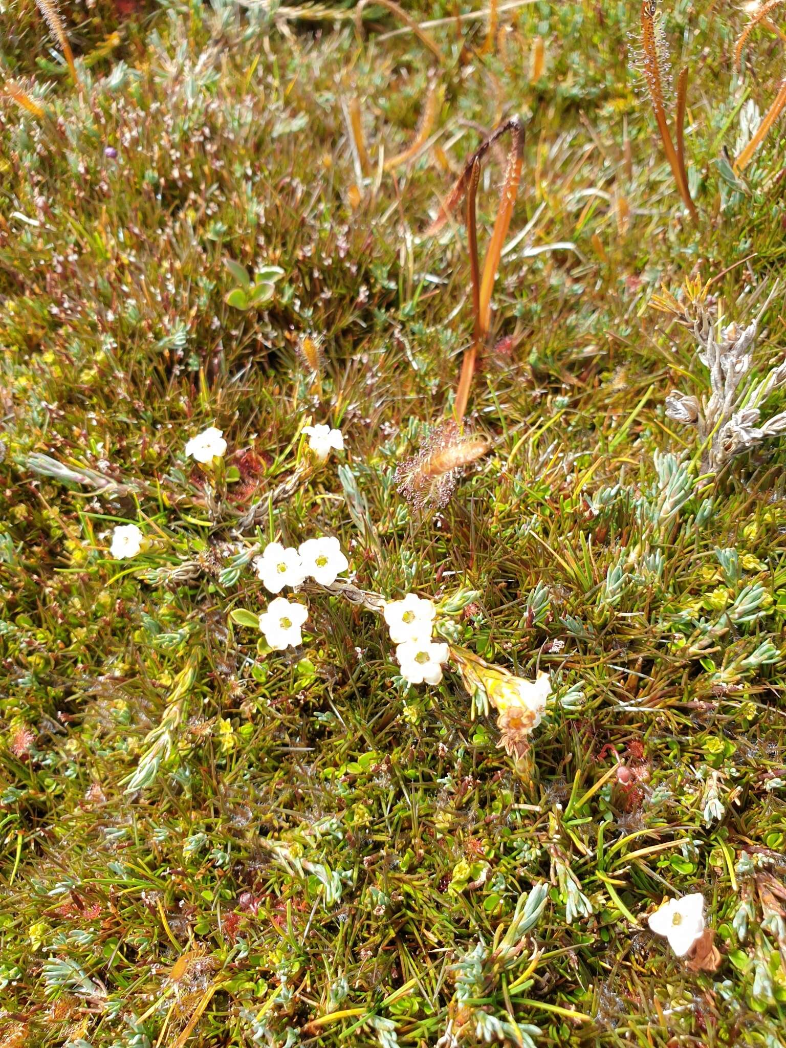 Image of Dracophyllum prostratum T. Kirk