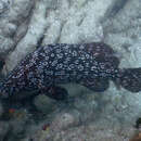 Image of Smooth Grouper