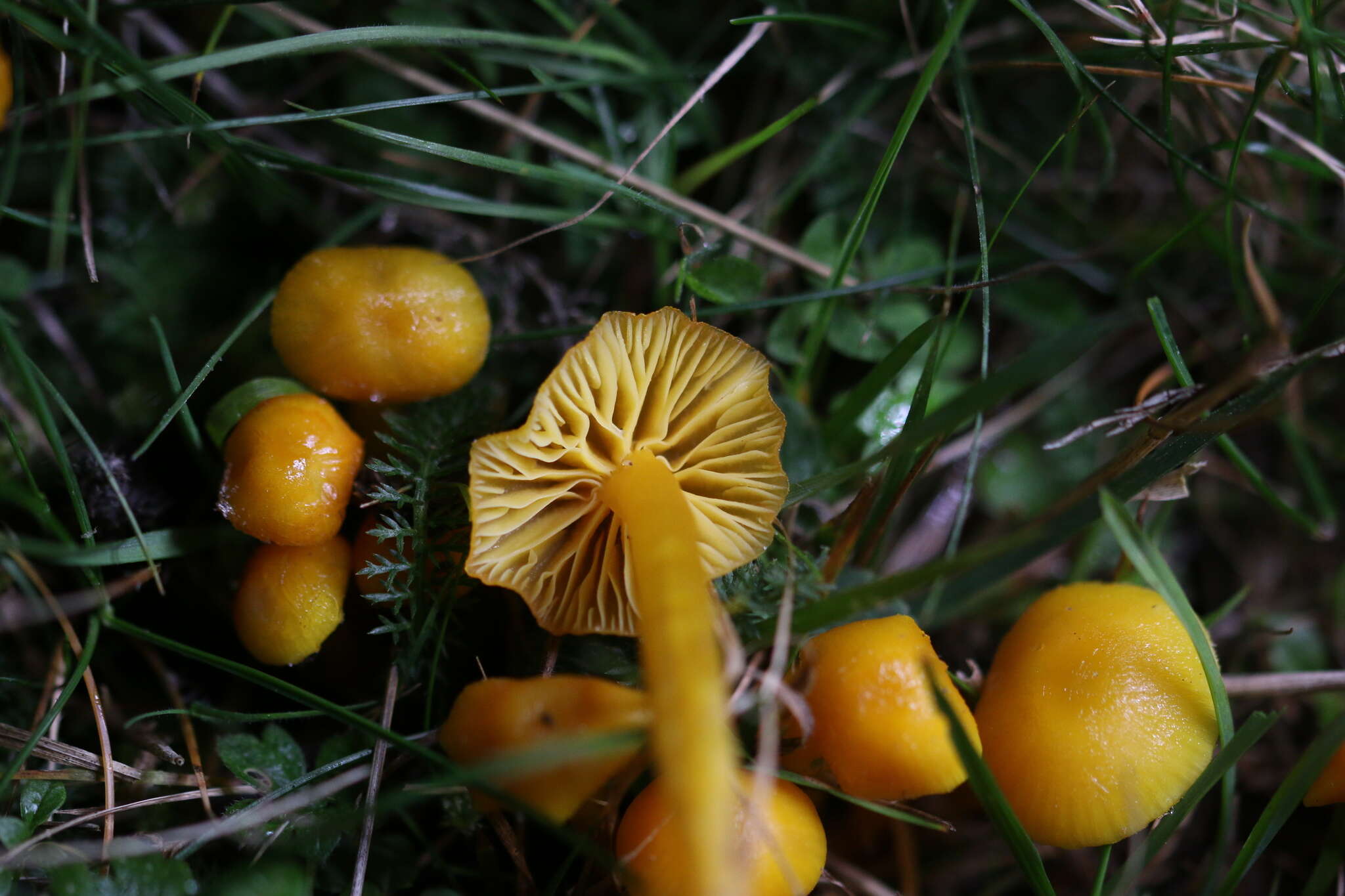 Image of Hygrocybe ceracea (Sowerby) P. Kumm. 1871