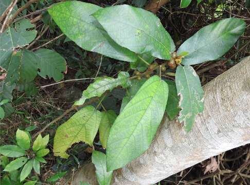 Ficus simplicissima Lour.的圖片