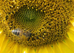 Image of common sunflower