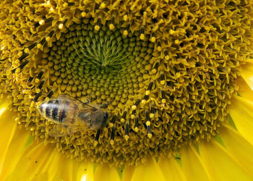 Image of common sunflower