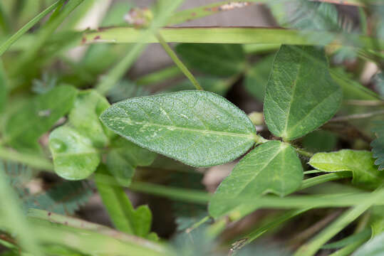 Image of variableleaf bushbean