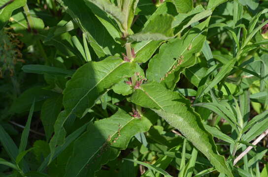 Image de Triosteum perfoliatum L.