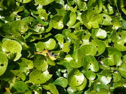 Image of European wild ginger