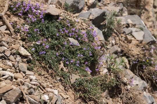 صورة Clinopodium alpinum subsp. meridionale (Nyman) Govaerts