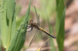 Leucorrhinia intacta (Hagen 1861) resmi