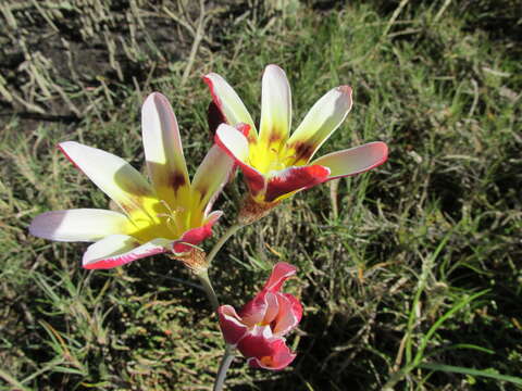 Image of Cape buttercup