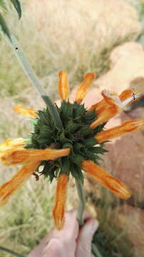 Image of Leonotis ocymifolia var. schinzii (Gürke) Iwarsson