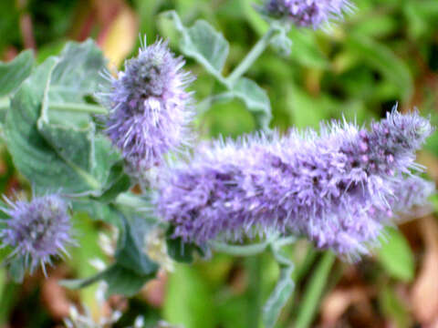 Image of Horse Mint