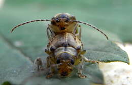 Image of Viburnum leaf beetle