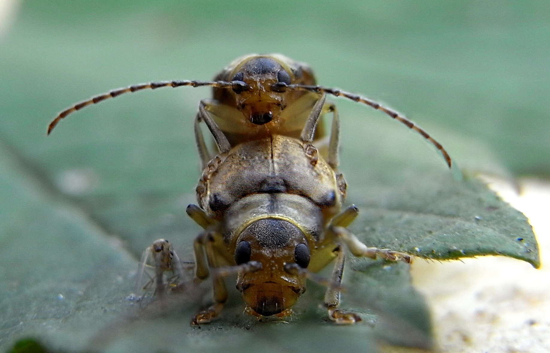 Image of Viburnum leaf beetle