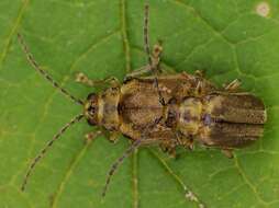 Image of Viburnum leaf beetle