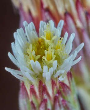 Image of Podocoma blanchetiana Baker