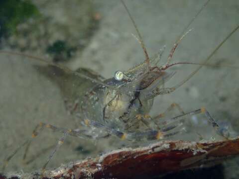 Image of Migrant prawn