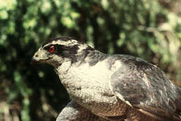 Image of Eurasian Goshawk