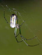 Image of Leucauge venusta (Walckenaer 1841)