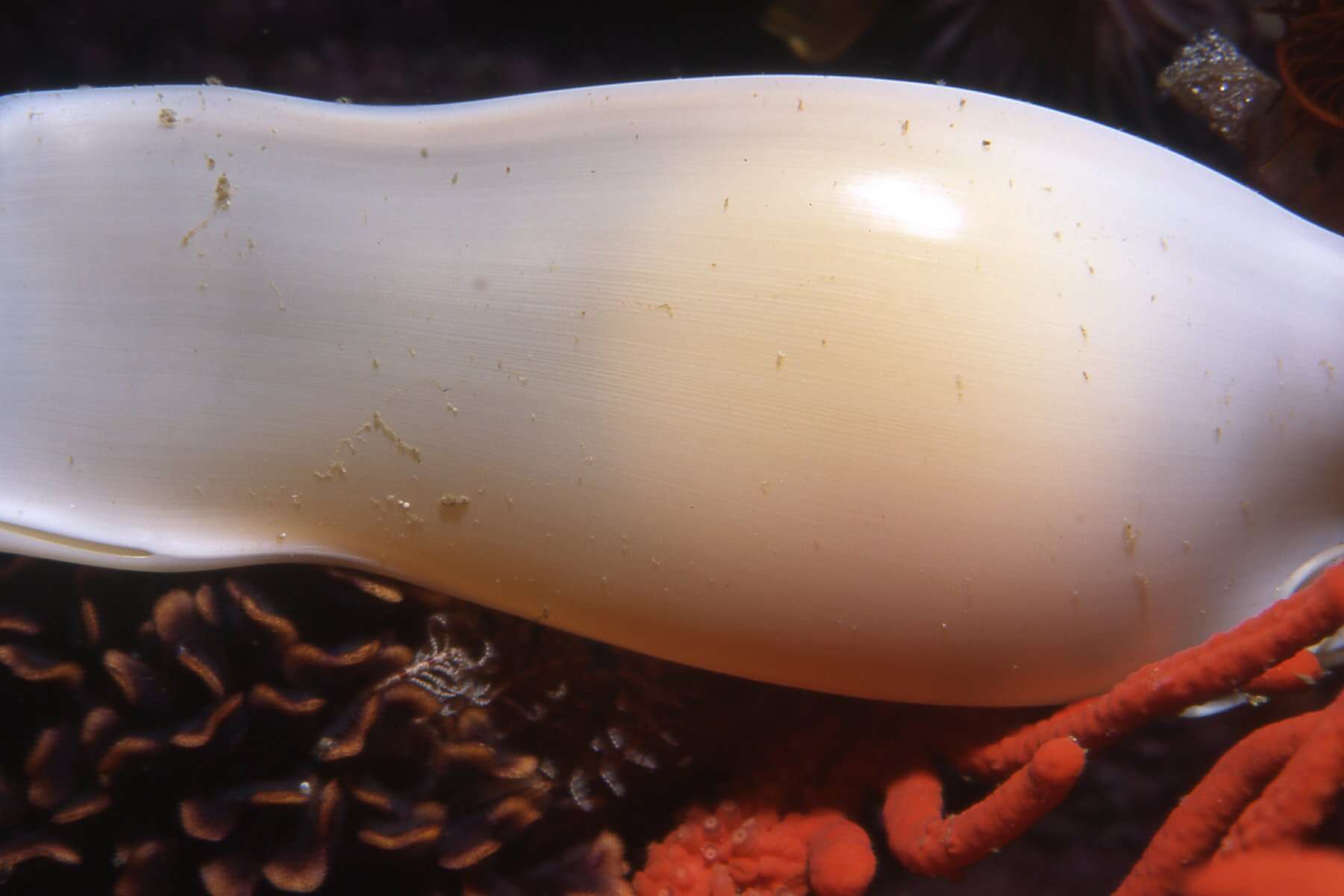 Image of Leopard Catshark