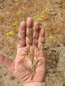 Image of San Joaquin snakeweed